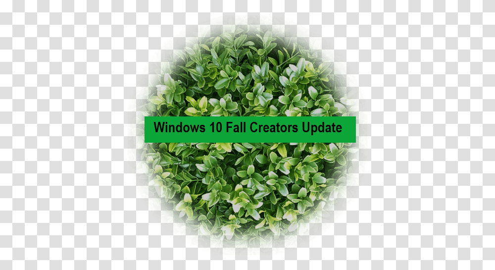 Windows 10 Now Floods Your Desktop With Emojis Benedicta Gafah Leak, Plant, Vase, Jar, Pottery Transparent Png