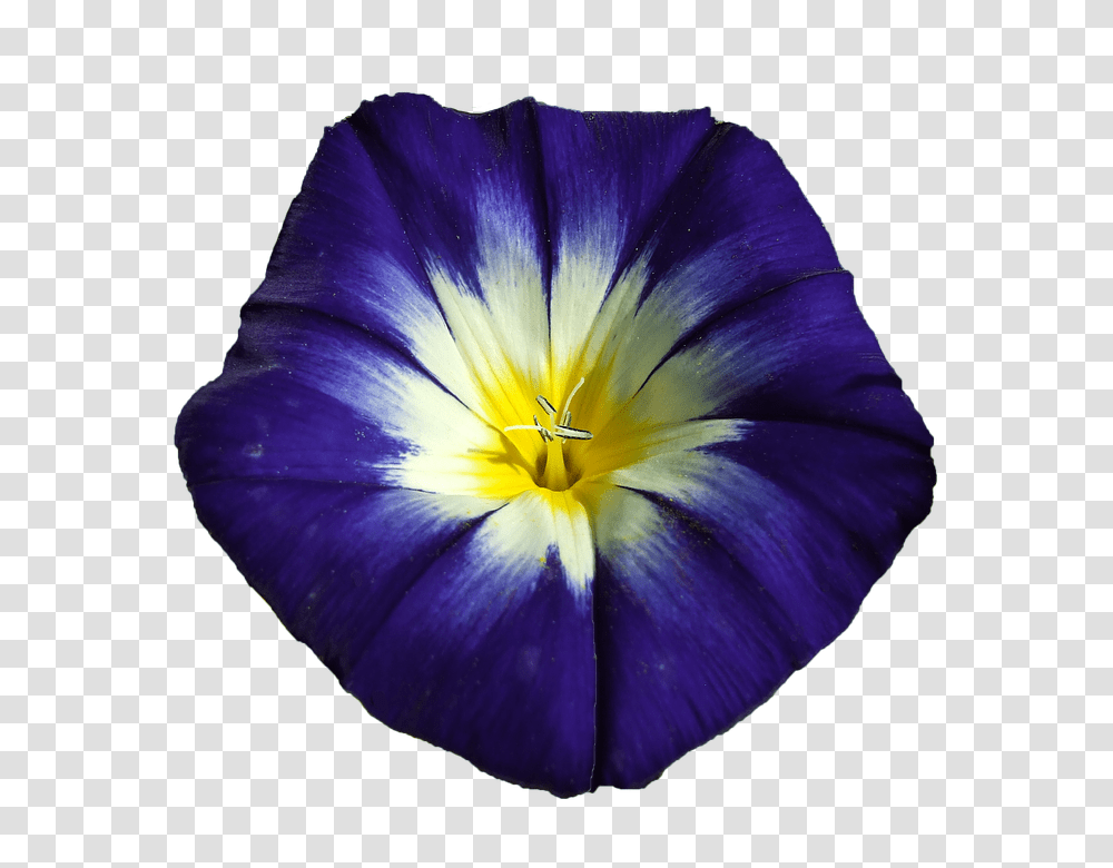 Winds 960, Flower, Plant, Blossom, Petal Transparent Png