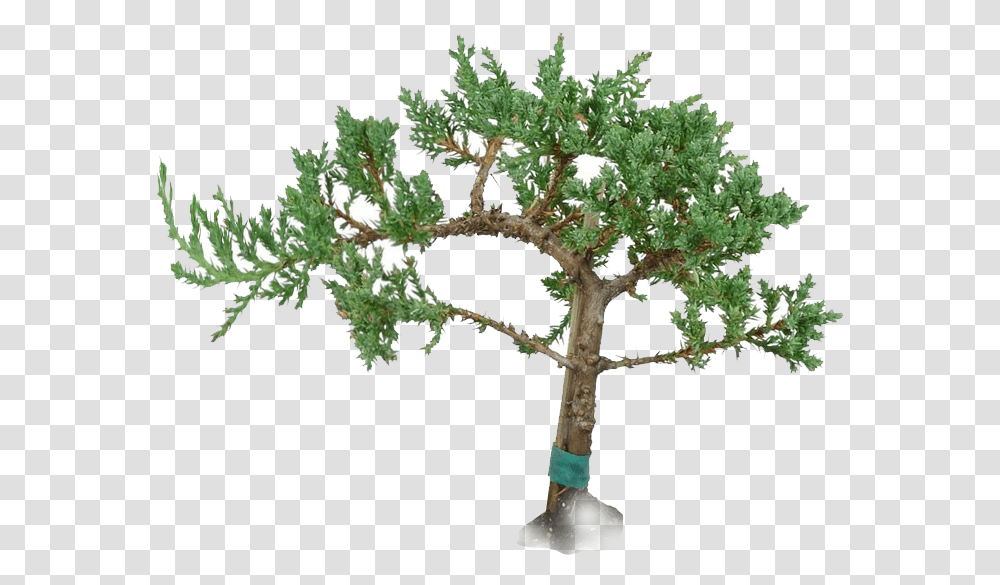 Windswept Juniper Bonsai Pond Pine, Tree, Plant, Cross, Potted Plant Transparent Png