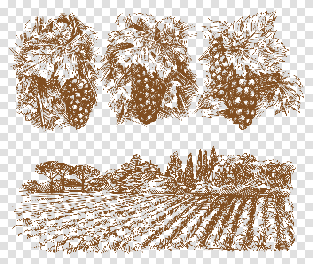 Wine Common Grape Vine Grape Vine Illustration, Nature, Outdoors, Countryside, Farm Transparent Png