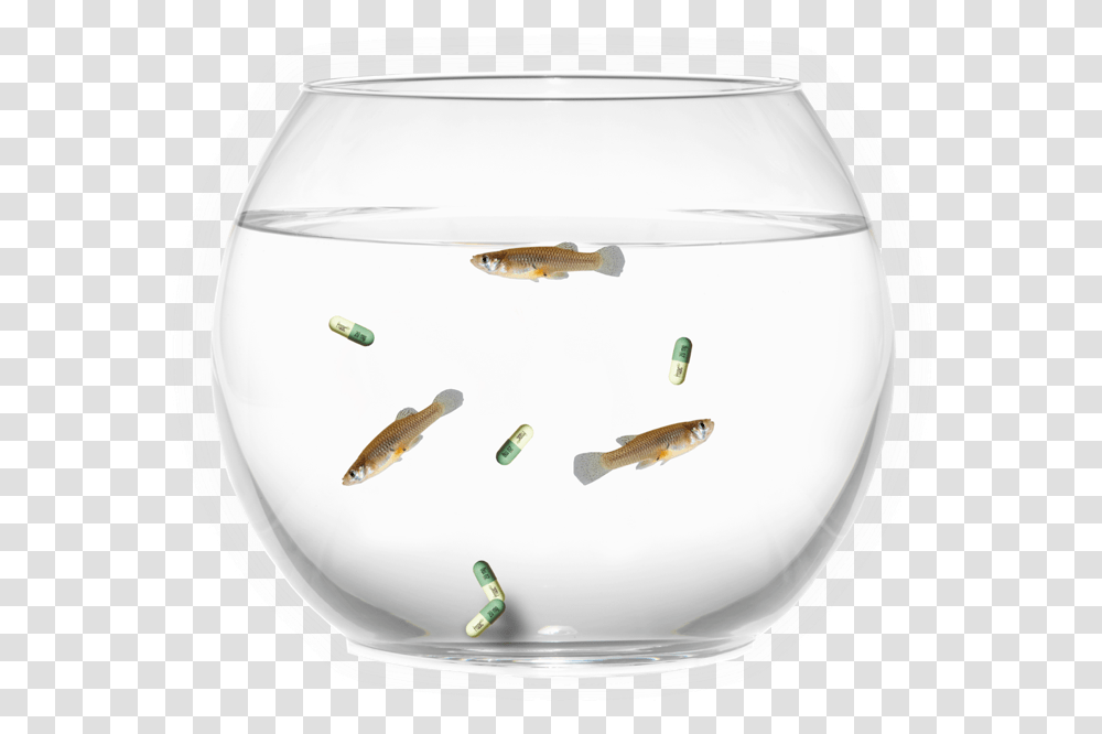 Wine Glass, Animal, Fish, Goldfish Transparent Png