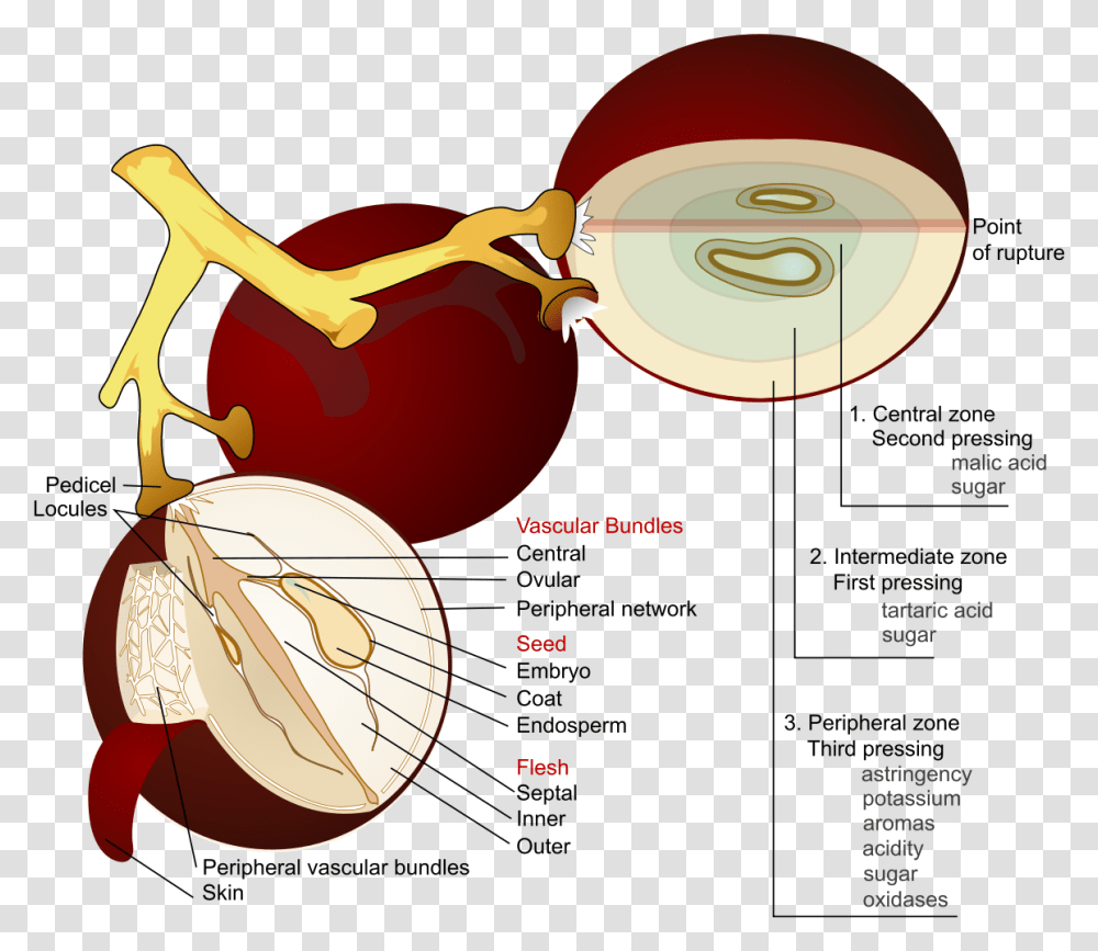 Wine Grape Diagram En Anatomy Of A Grape, Plot, Label, Animal Transparent Png