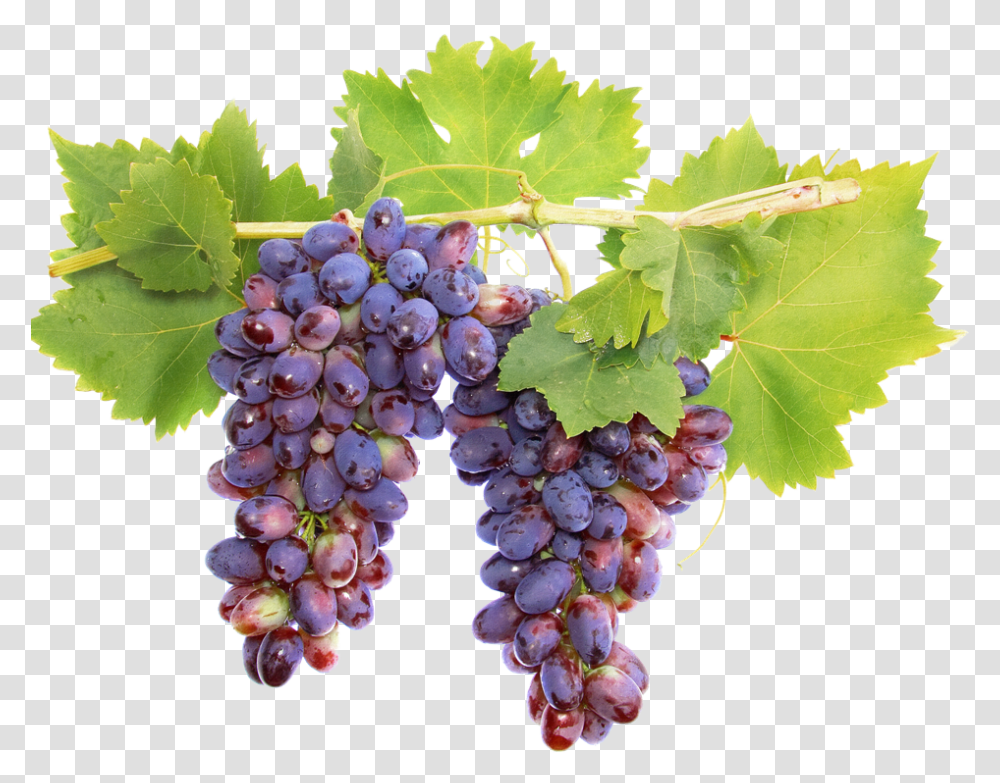 Wine Grape Vine, Plant, Grapes, Fruit, Food Transparent Png
