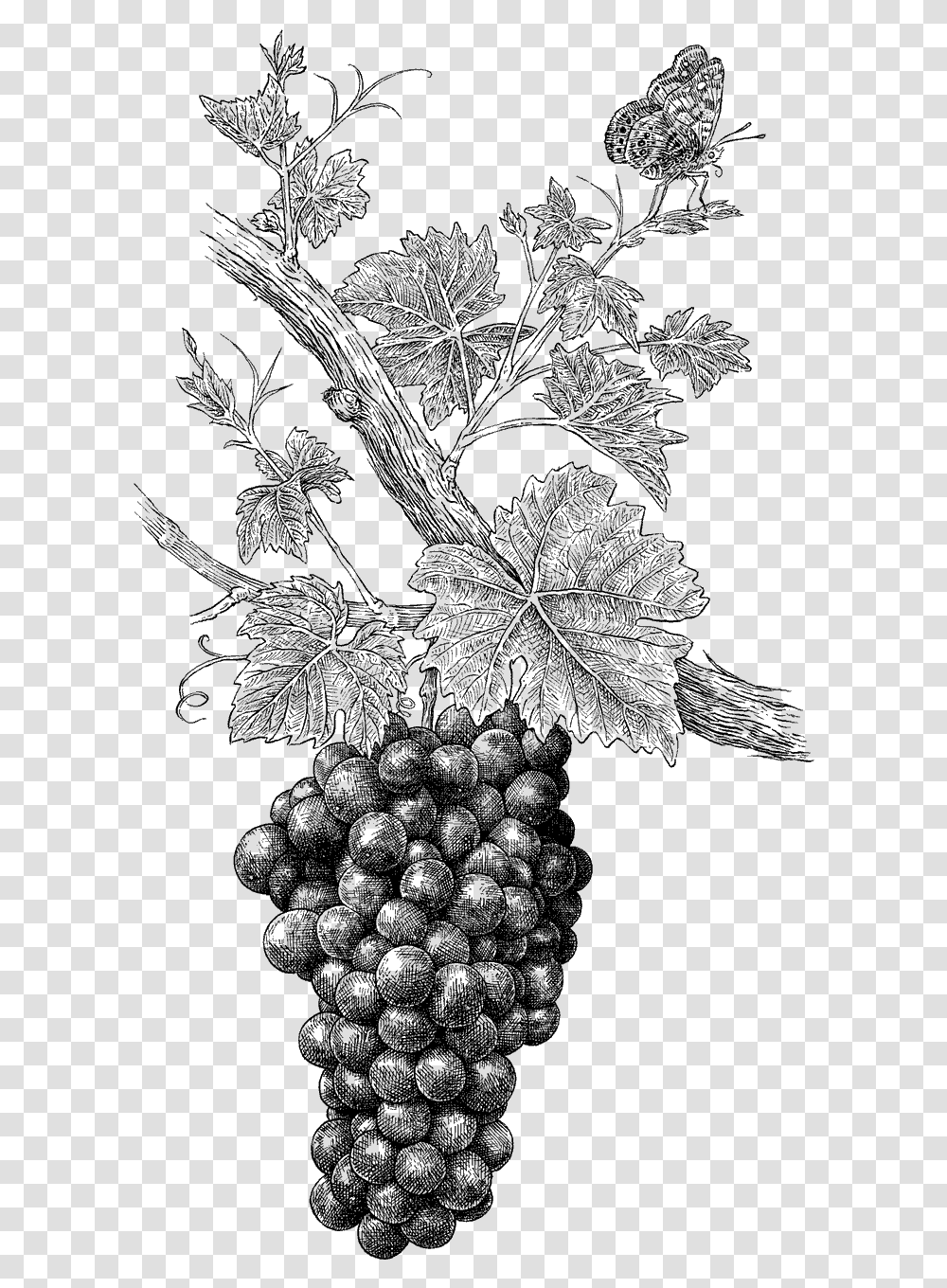 Wine Grapes Grape Illustration, Leaf, Plant, Tree, Maple Leaf Transparent Png