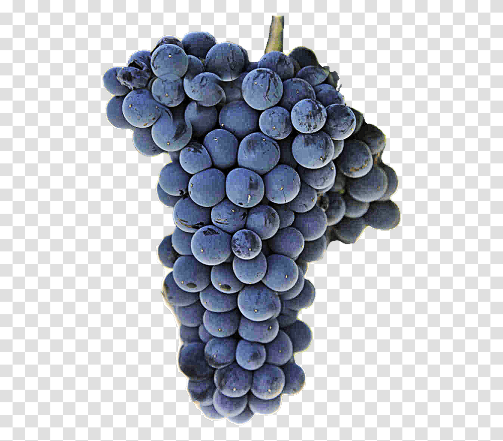 Wine Grapes, Plant, Fruit, Food, Blueberry Transparent Png