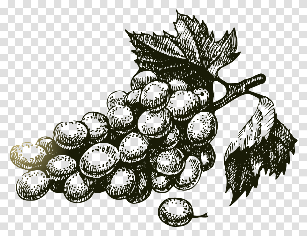 Wine Grapes Vector Wine Grape, Leaf, Plant, Chandelier, Lamp Transparent Png