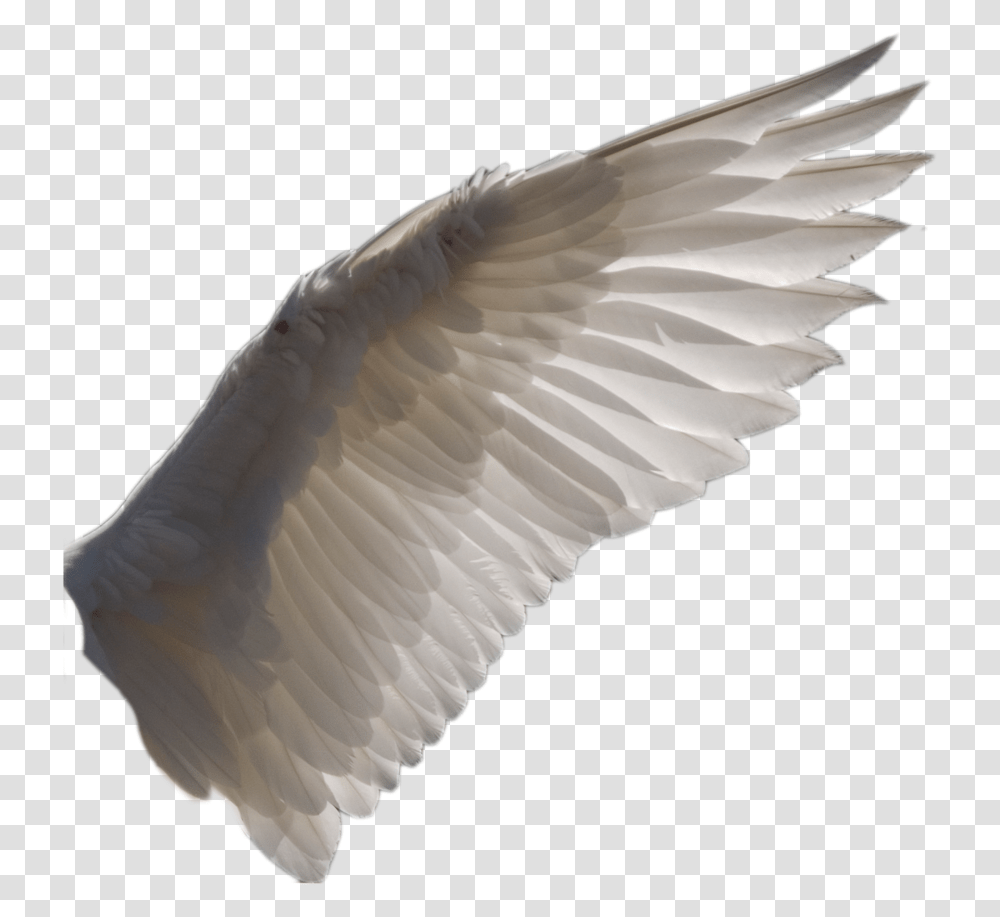 Wing 1 By Evelivesey Bird Wings Background, Animal, Flying, Swan Transparent Png