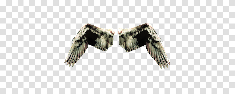 Wing Religion, Vulture, Bird, Animal Transparent Png