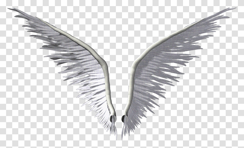Wing Angel Clip Art White Angel Wings Logo, Bird, Animal, Pattern, Archangel Transparent Png