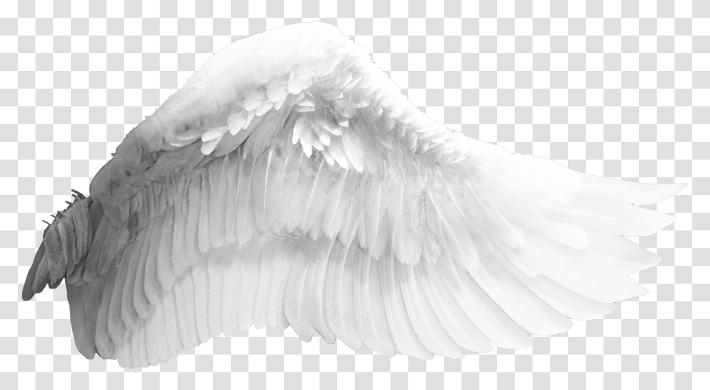 Wing Download Bird Background Angel Wings, Animal, Art, Fungus, Swan Transparent Png