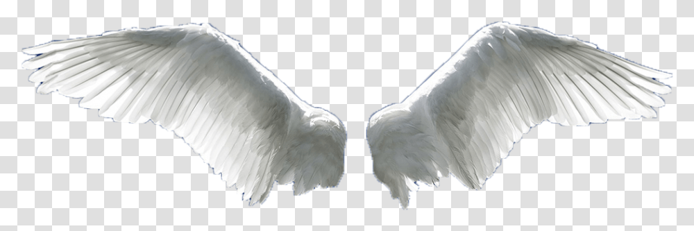 Wing Flight Aile Angel Wings, Bird, Animal, Waterfowl, Dove Transparent Png