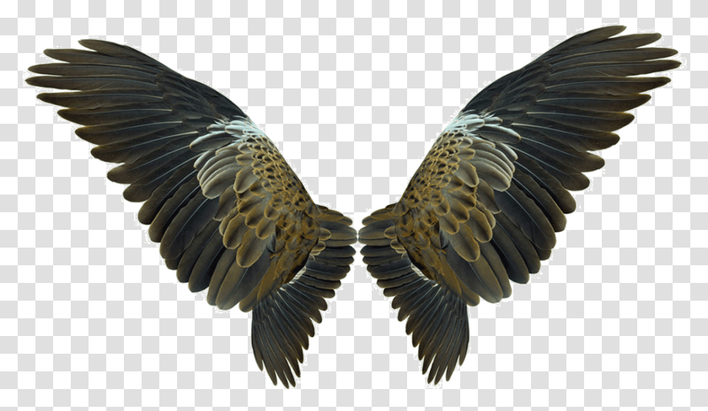 Wing Flight Eagles Wings Download 10391088 Free Bird Wings Background, Animal, Buzzard, Hawk, Vulture Transparent Png