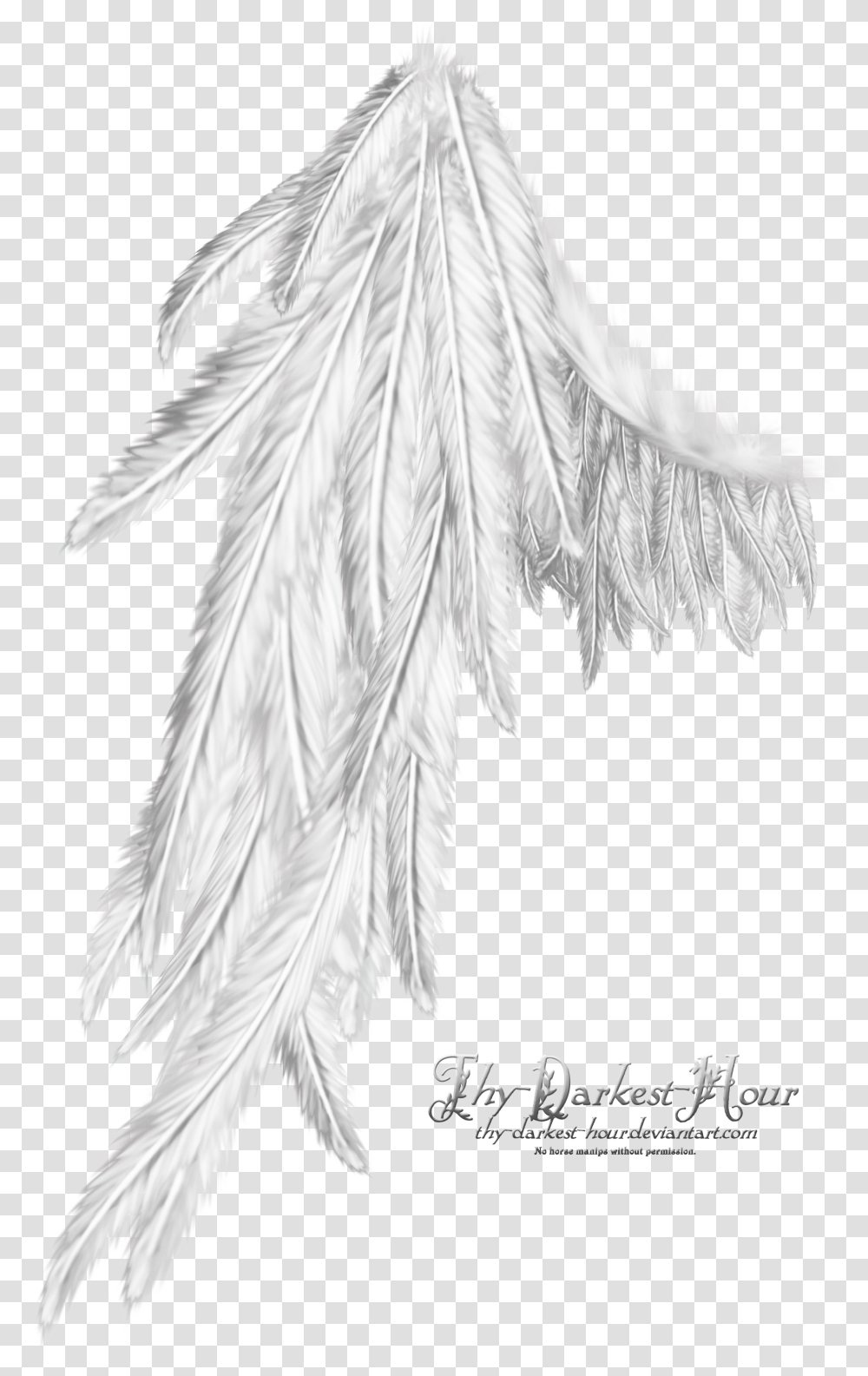 Wing White Download Wing White, Bird, Animal, Angel Transparent Png