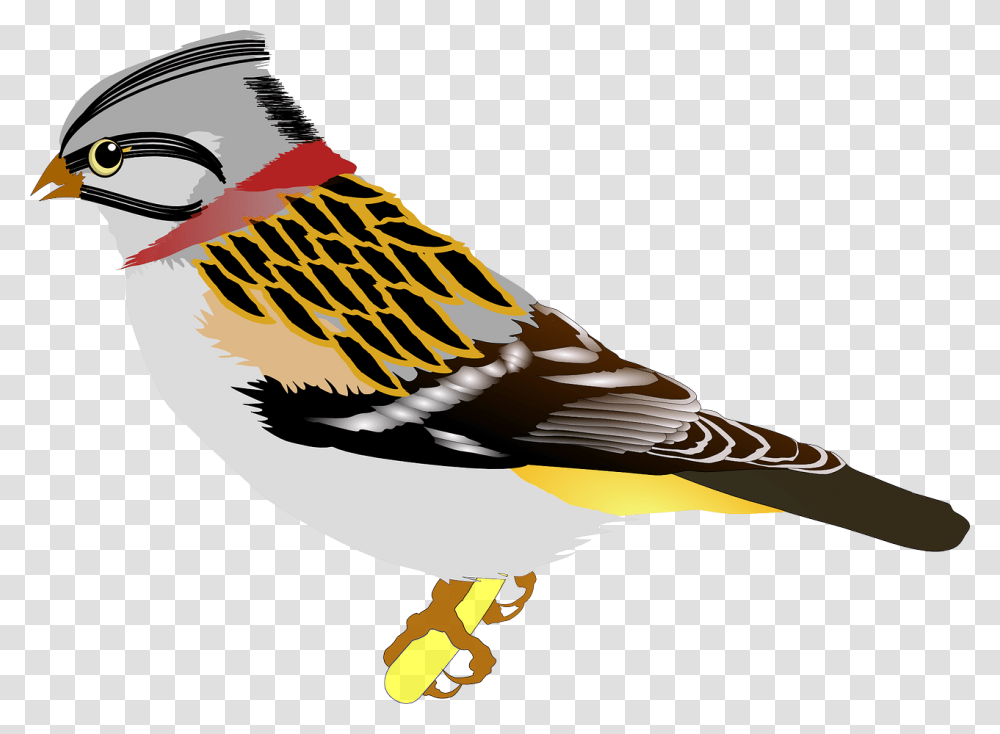 Wingbird Of Preybird Birds Clip Art, Finch, Animal, Sparrow, Canary Transparent Png