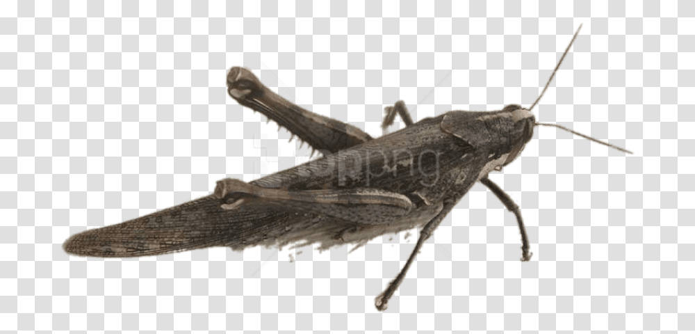 Winged Insectarthropodcricket Locust, Invertebrate, Animal, Grasshopper, Grasshoper Transparent Png