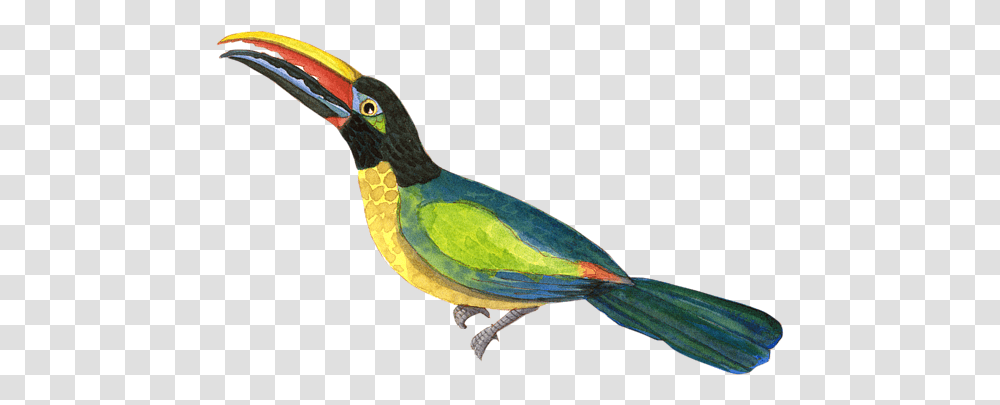 Winged Jewels 2 Watercolor Toucan Rainforest Birds T Shirt Toucans, Animal, Beak, Snake, Reptile Transparent Png