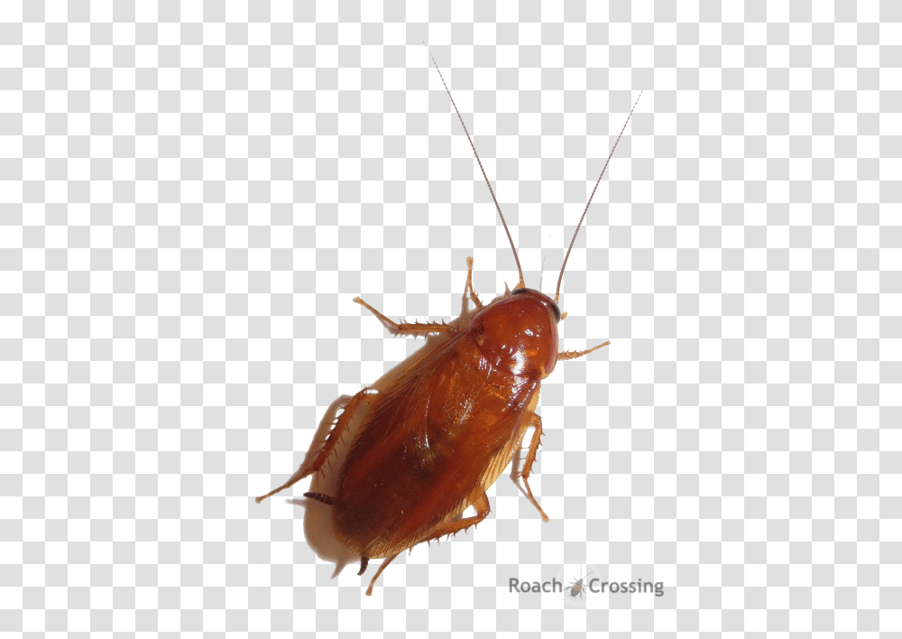 Winged Smooth Roach, Insect, Invertebrate, Animal, Cockroach Transparent Png