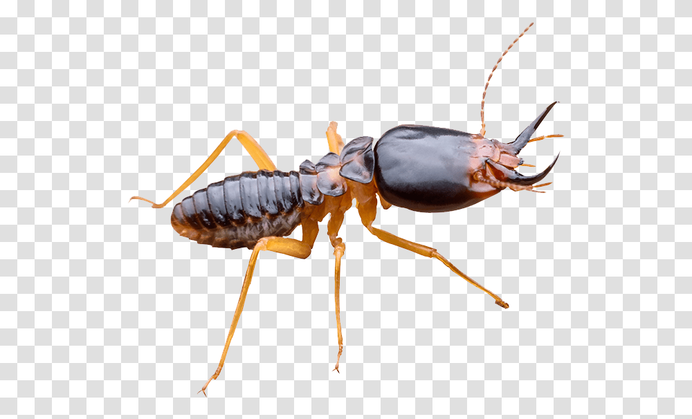 Wingless Termites Vs Ants, Insect, Invertebrate, Animal, Spider Transparent Png