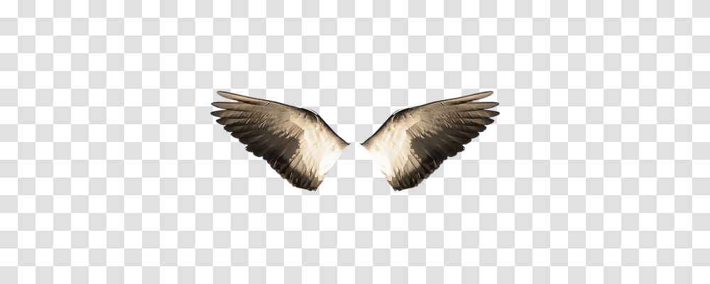 Wings Animals, Bird, Flying, Dove Transparent Png