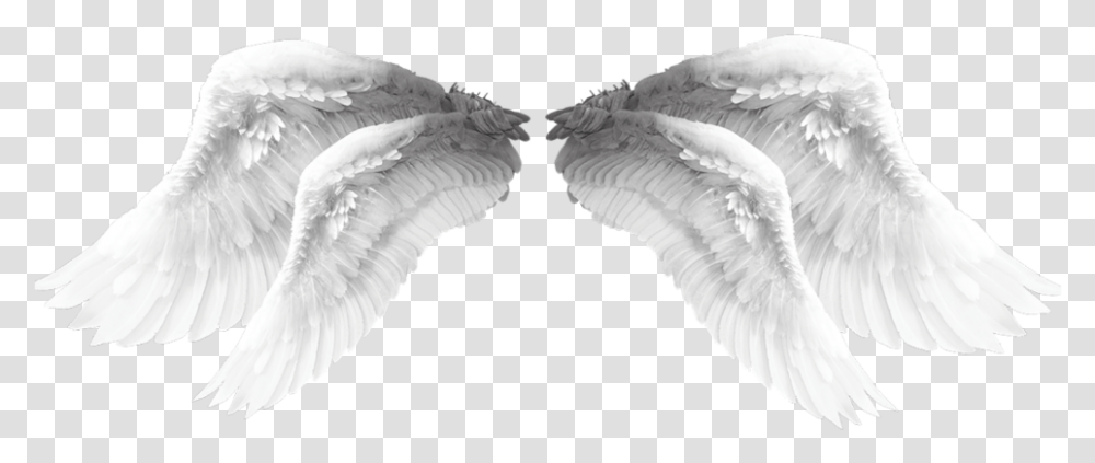 Wings Angel Angelwings Wing Beautiful Lovely Water Bird, Animal, Swan, Archangel Transparent Png