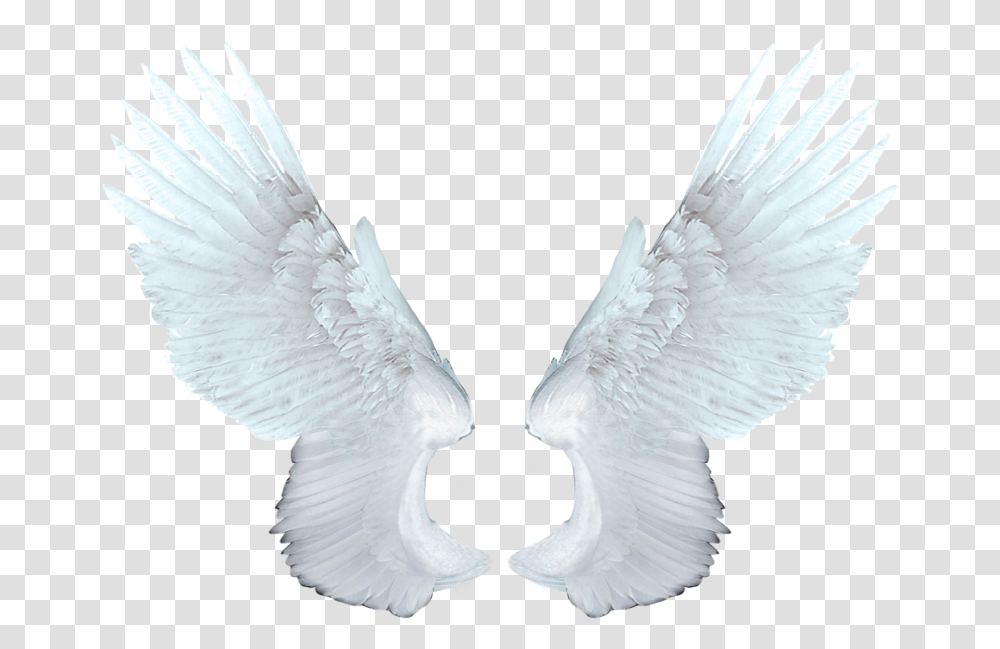 Wings Angel White Angel Wings, Bird, Animal, Pigeon, Dove Transparent Png