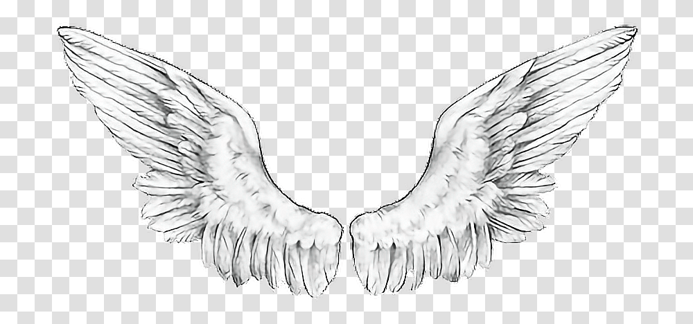 Wings Angelwingsfreetoedit Ftewings Accipitridae, Bird, Animal, Eagle Transparent Png