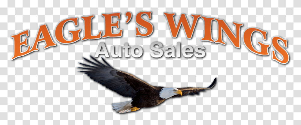 Wings Auto Sales - Car Dealer In Hilton Ny Photo Caption, Bird, Animal, Eagle, Bald Eagle Transparent Png