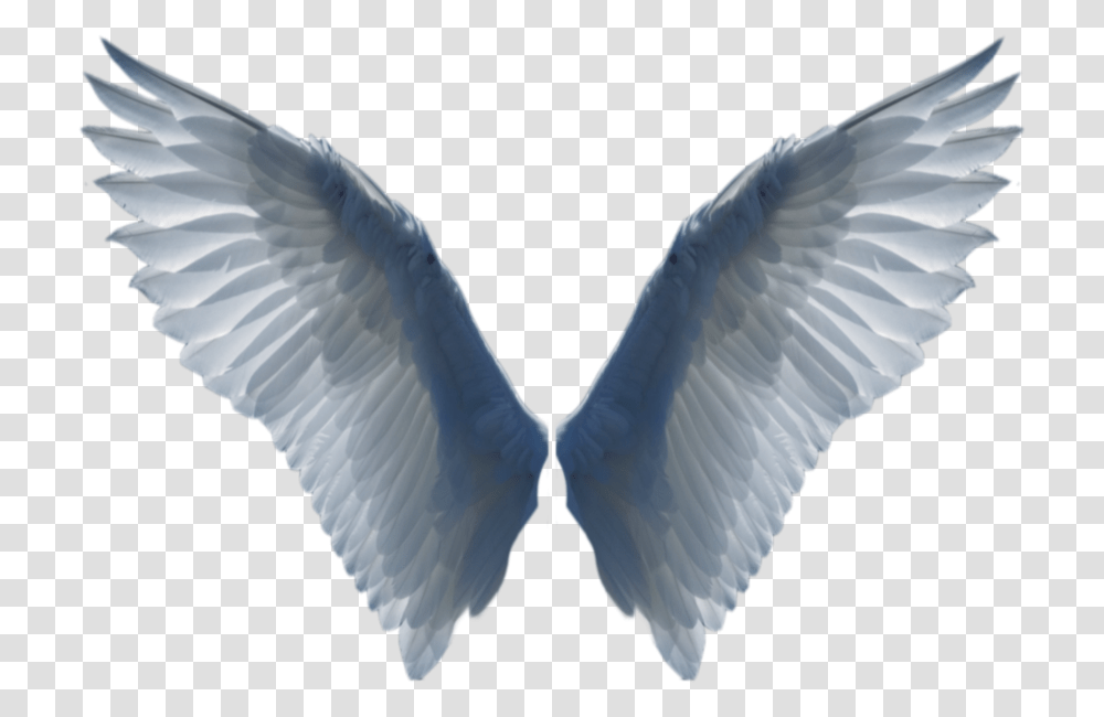 Wings Bird Wing, Animal, Angel, Archangel Transparent Png