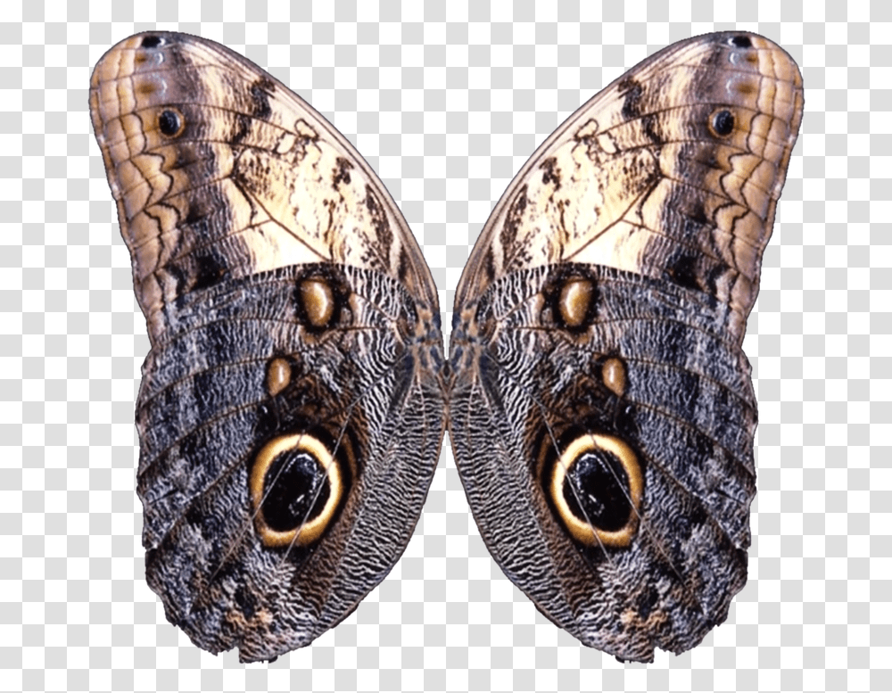 Wings, Cuff, Snake, Reptile, Animal Transparent Png