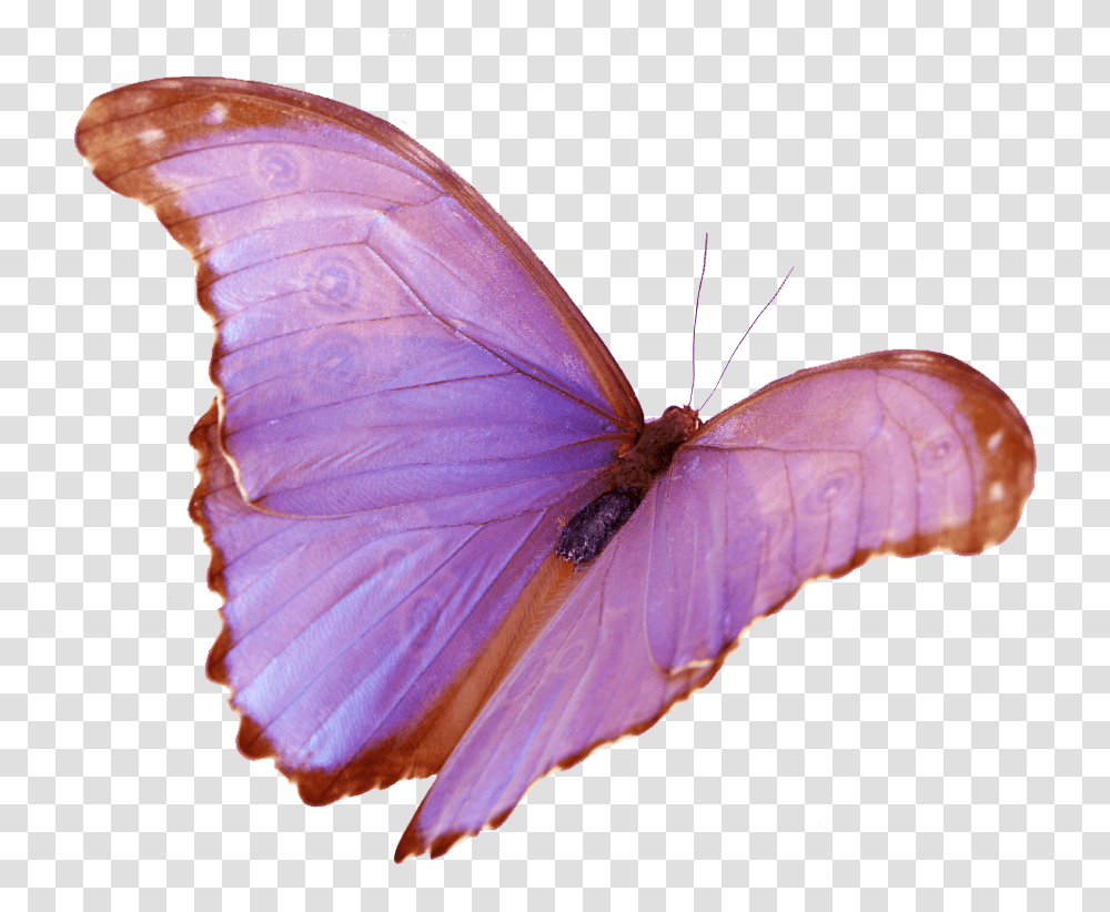 Wings Download Lycaenid, Insect, Invertebrate, Animal, Butterfly Transparent Png