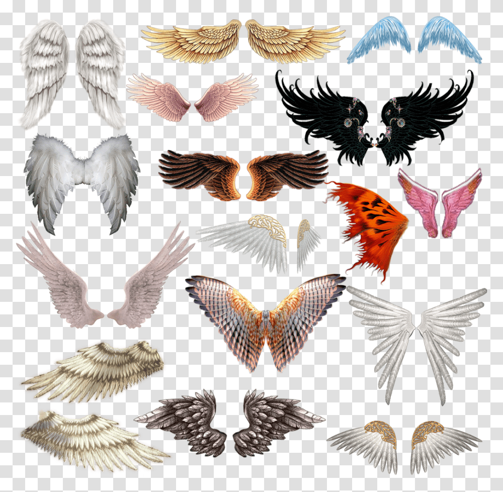 Wings, Eagle, Bird, Animal, Flying Transparent Png