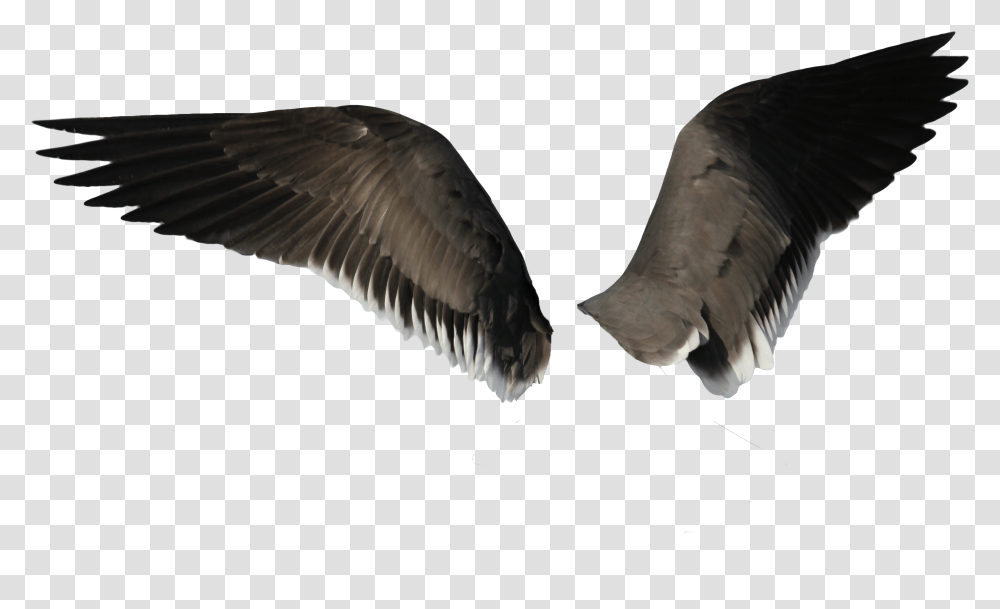 Wings Eagle Wings, Waterfowl, Bird, Animal, Flying Transparent Png