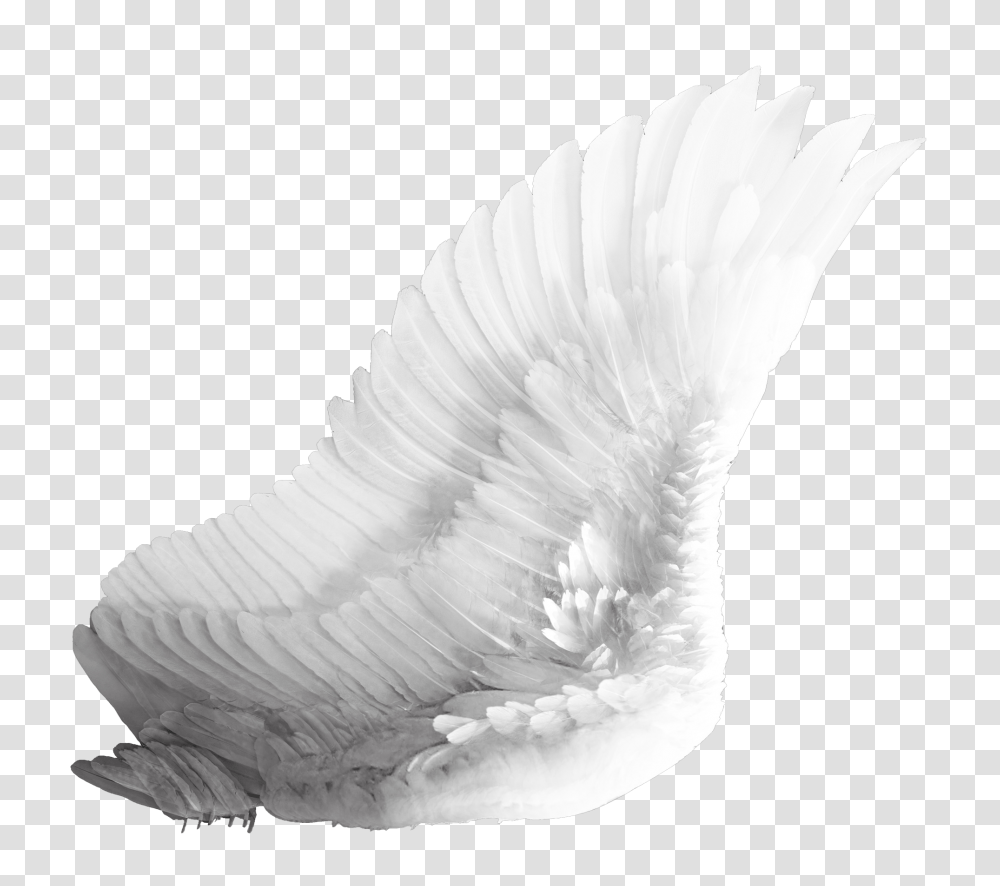 Wings, Fantasy, Bird, Animal Transparent Png