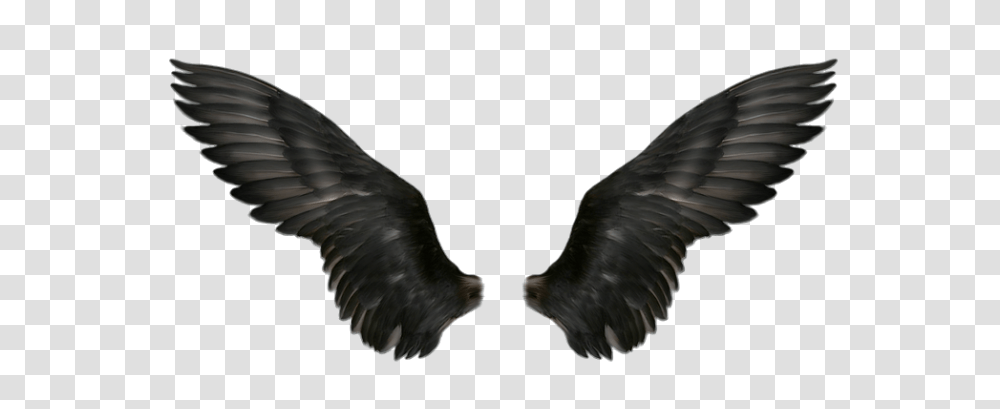 Wings, Fantasy, Bird, Animal, Eagle Transparent Png