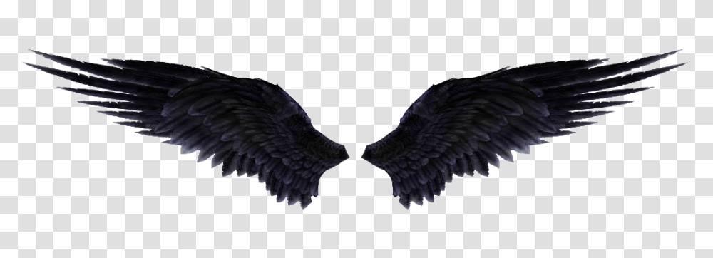 Wings, Fantasy, Eagle, Bird, Animal Transparent Png