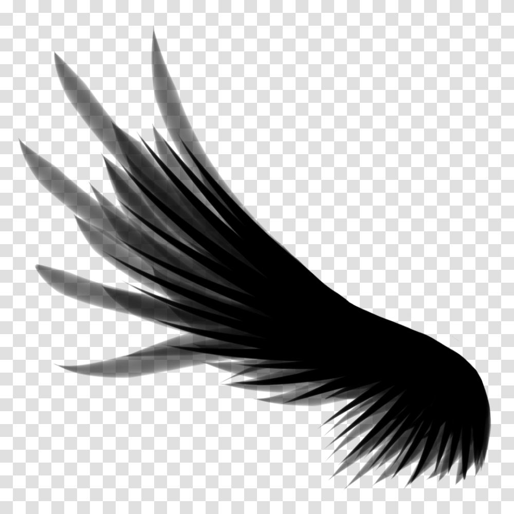 Wings, Fantasy, Eagle, Bird, Animal Transparent Png