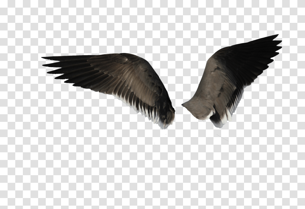 Wings, Fantasy, Eagle, Bird, Animal Transparent Png