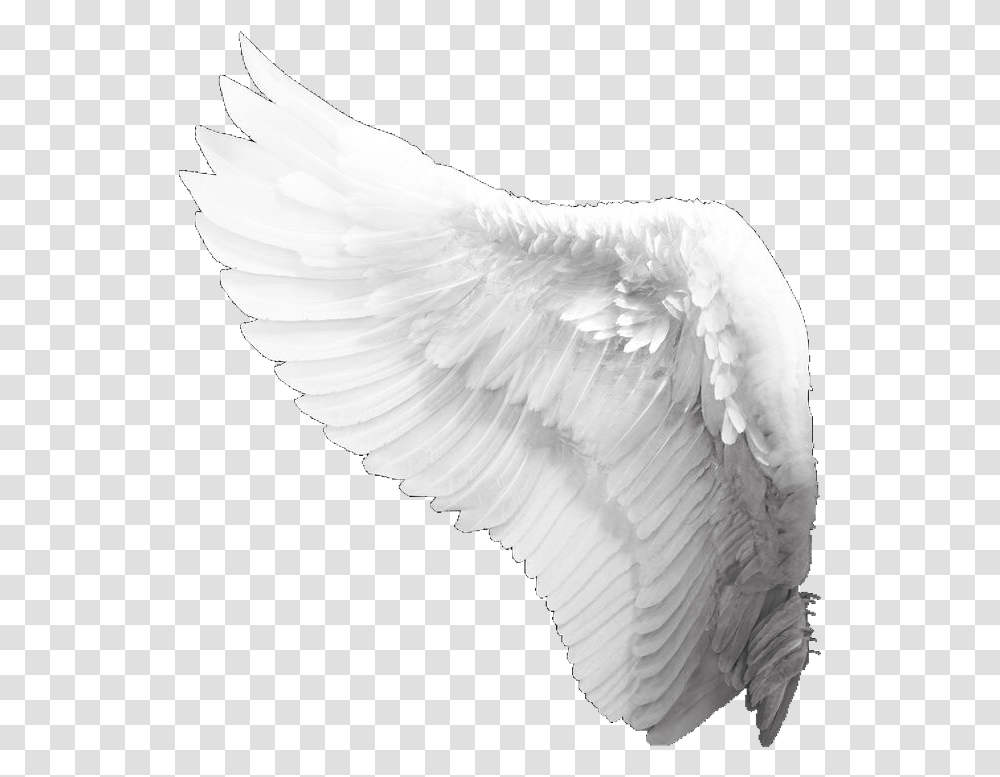 Wings Fly Aesthetic Feather Freetoedit Angel, Bird, Animal, Archangel Transparent Png