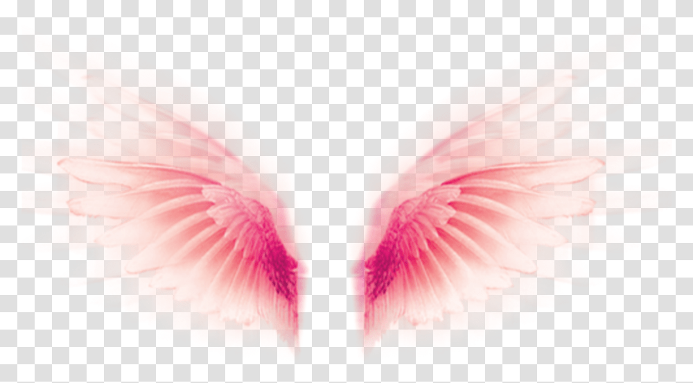 Wings Fly Tumblr Rosa Pink Pastel Cute Fofo Close Up, Petal, Flower, Plant, Blossom Transparent Png