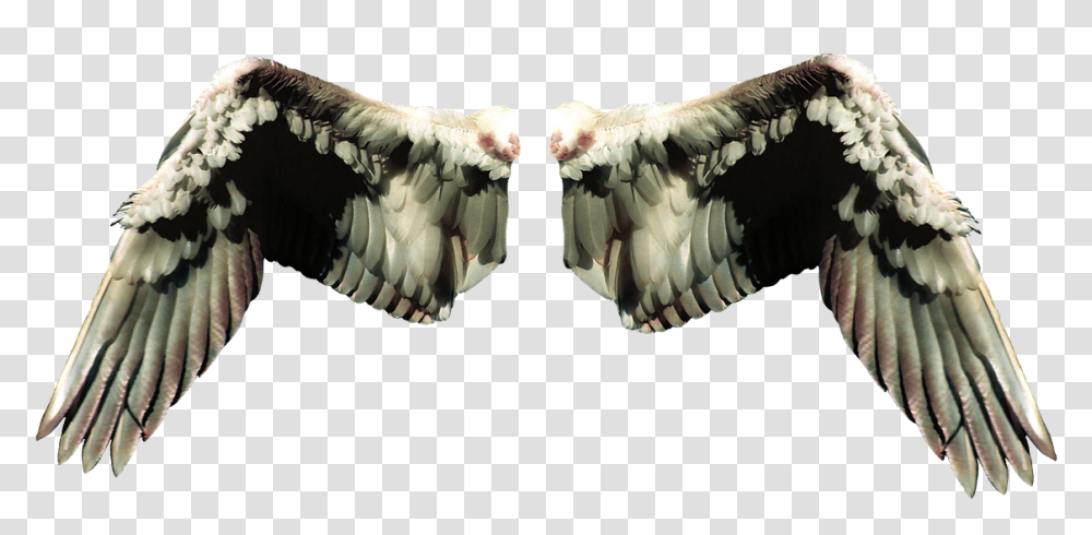 Wings In Different Types, Vulture, Bird, Animal, Condor Transparent Png