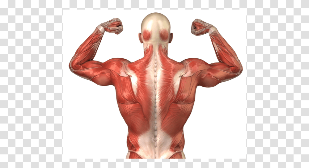 Wings In Human Body, Torso, Person Transparent Png