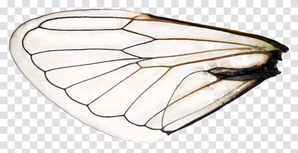 Wings Of A Dragonfly Left Aporia, Nature, Outdoors, Insect, Invertebrate Transparent Png