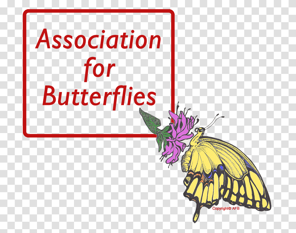 Wings Of Enchantment Adheres To Strict Guidelines For Association For Butterflies, Insect, Invertebrate, Animal, Butterfly Transparent Png