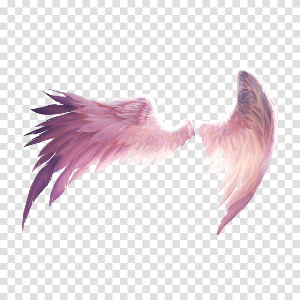 Wings Pink Angel Wings Art, Bird, Animal, Vulture, Eagle Transparent Png