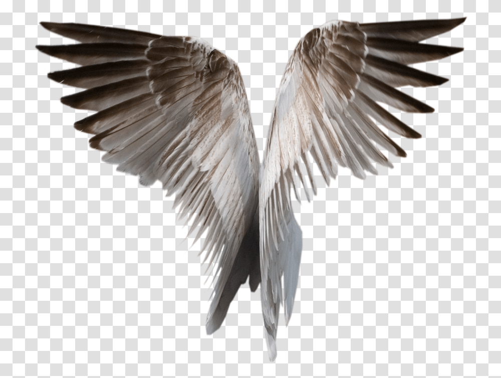 Wings Realistic Wings Background, Bird, Animal, Dove Transparent Png