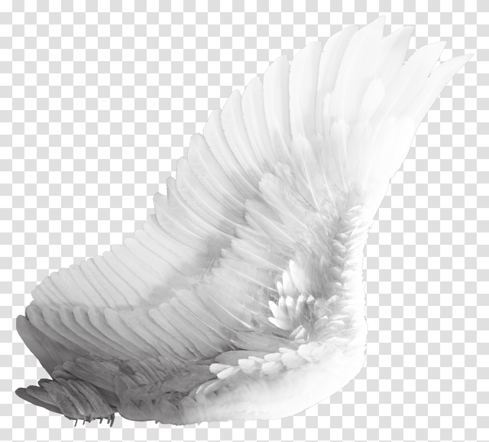Wings White Bird Wing, Swan, Animal, Waterfowl Transparent Png