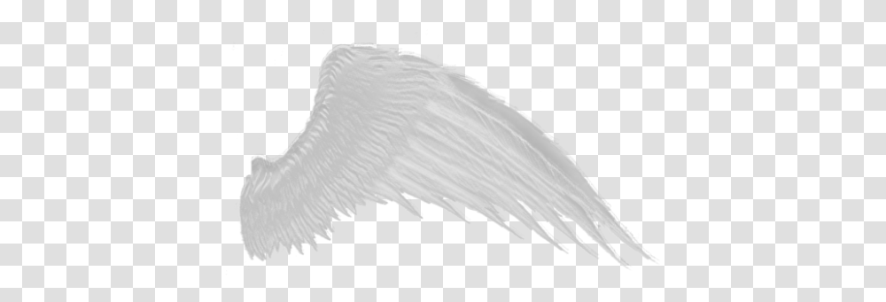 Wings White Wings, Animal, Bird, Tent, Art Transparent Png