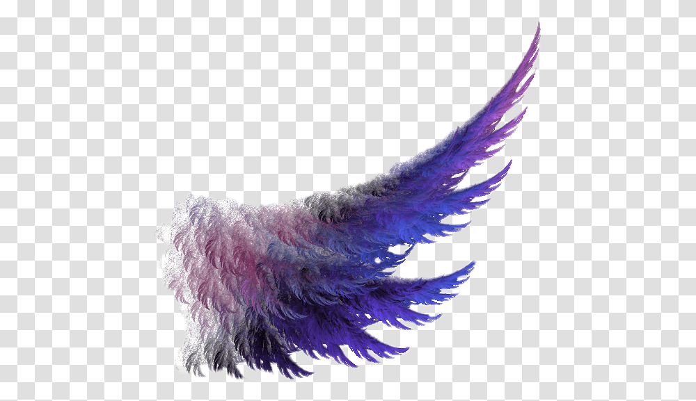 Wings Wing Purple Feather First Ladies Of Disco Don't Stop Me Now, Bird, Animal, Chicken, Poultry Transparent Png