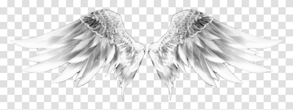 Wingsofanangel Wings Wings Whitewings Dubrootsgirlremix Sketch, Bird, Animal, Archangel Transparent Png