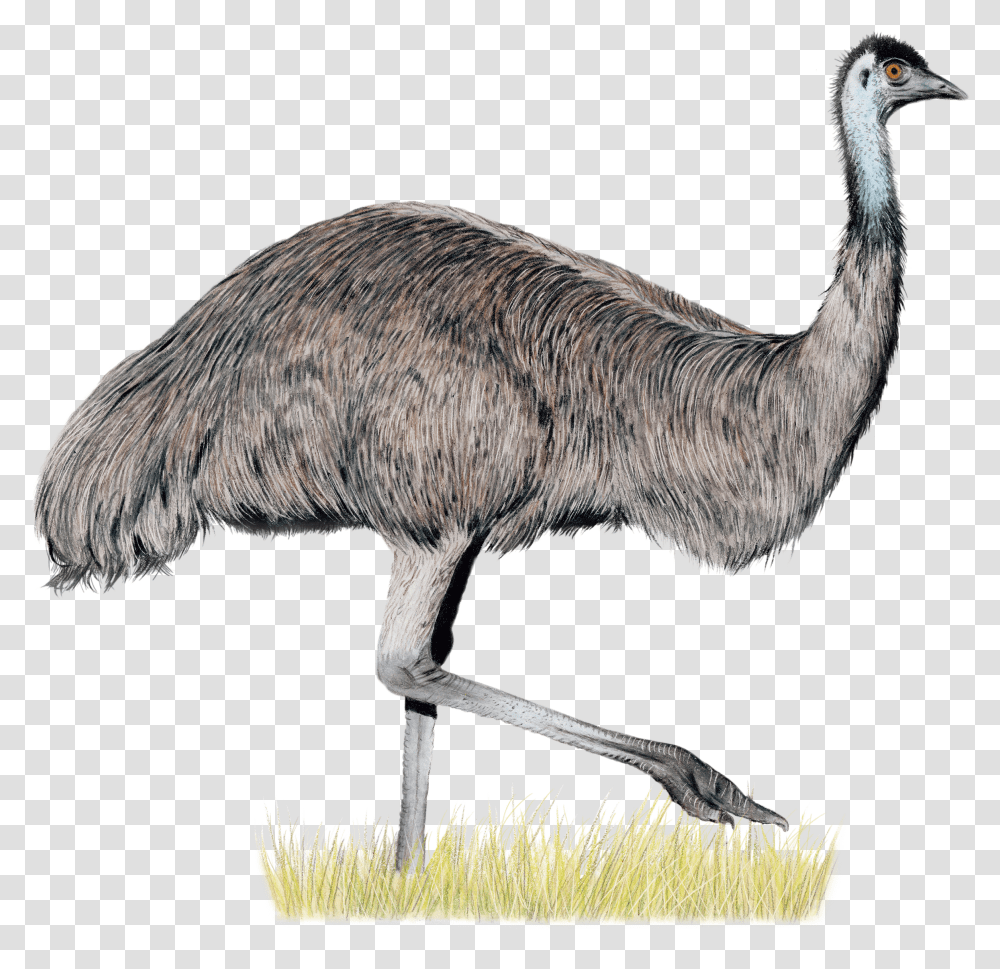 Wingspan Oceania Expansion Transparent Png